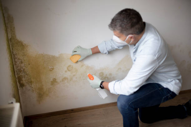 Best Mold Odor Removal Services  in Ninety Six, SC